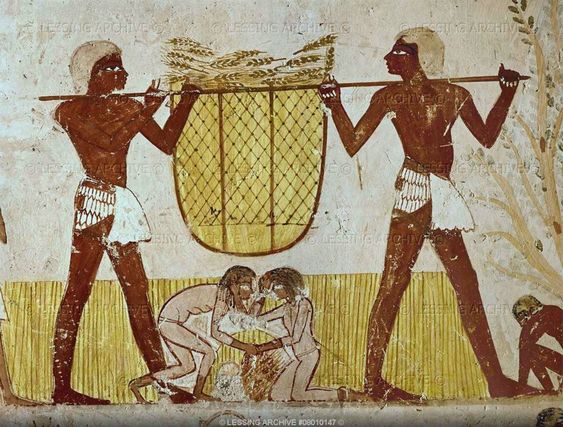 a painting from ancient egypt depicting a scene of harvest. two men are carrying a large basket filled with wheat, while three people are kneeling on the ground, seemingly gathering and sorting the harvest. the figures are stylized in the traditional egyptian manner.  the scene is painted on a wall and appears to be inside a tomb. the colors are muted, with shades of yellow, brown, and beige dominating the palette.