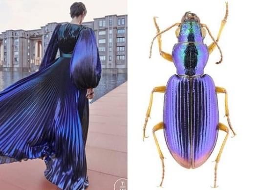 the image shows a model in a flowing blue and purple pleated dress, standing on a runway. next to the model, there is a detailed image of a purple and iridescent beetle. the image suggests a connection between the fashion world and nature, or maybe a specific theme or inspiration. the model and the beetle are both elegant and striking in their appearance.