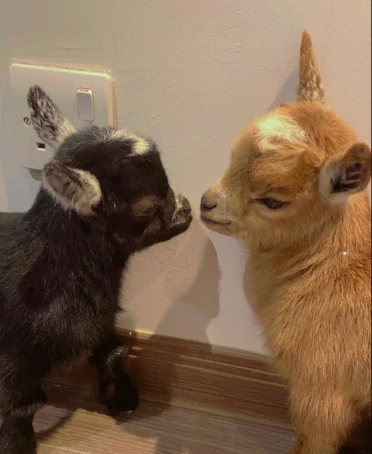 two baby goats are facing each other with their noses almost touching. the goat on the left is black with white markings, and the goat on the right is brown with white markings. they are both fluffy and adorable, and they seem to be enjoying each other's company.