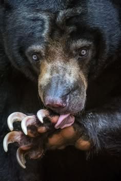 a closeup portrait of a black bear's face as it licks its paw. the bear's sharp claws are visible, as is its tongue. the bear's fur is dark and shaggy, and its eyes are intense. the image is a powerful and intimate look at a wild animal.