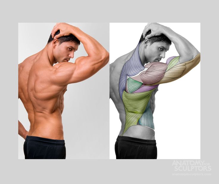 the image is a composite of two photographs of a muscular man's back. the left side shows a regular photograph, while the right side presents an anatomical illustration superimposed on the man's back, highlighting various muscle groups. the image is set against a plain gray background.