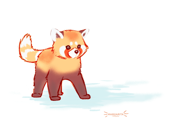 a cute red panda cartoon illustration standing on its hind legs with its fluffy tail behind it.  the illustration is done in a  simple, minimalist style.  there are faint blue watercolors in the background. the artist's signature is in the bottom right corner of the image.