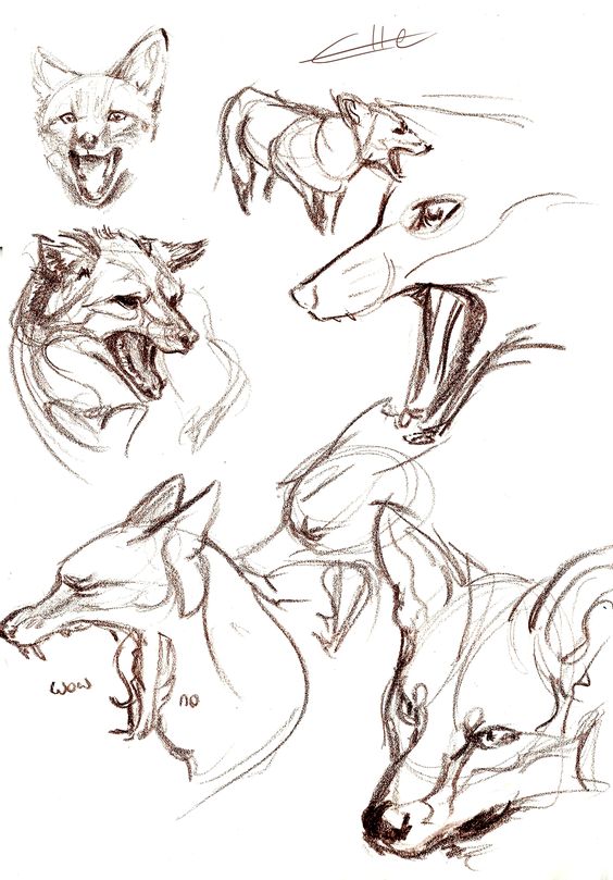 this image contains a collection of sketches depicting the head of a fox in various positions and from different angles. the sketches focus on the fox's open mouth, showcasing its teeth, tongue, and jaw structure. the style of the sketches is rough and appears to be for anatomical study.