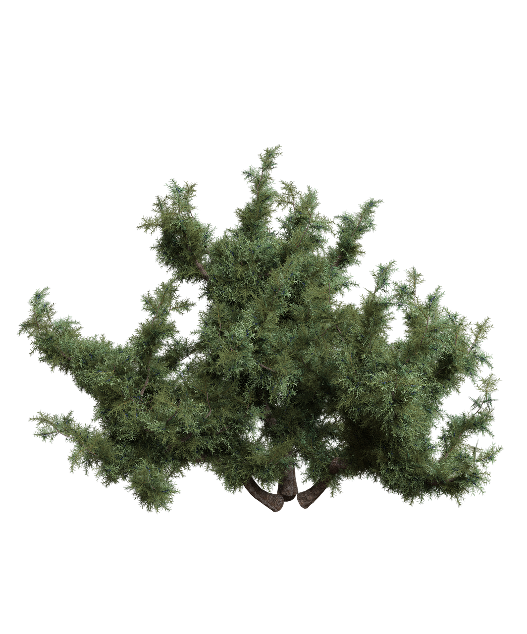 an overhead shot of a tree with dense, green foliage against a black background.