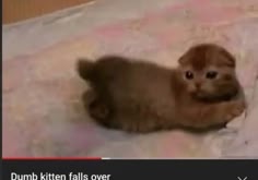 a brown and white kitten is laying down on a white blanket with its head turned to the side. it has a cute, clumsy expression on its face, and it looks like it is about to fall over.