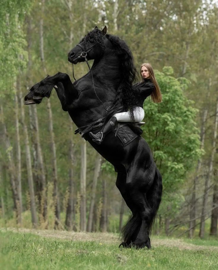 a striking image of a glossy black friesian horse rearing up on its hind legs, with a woman rider in a black jacket and white pants sitting confidently on its back. the horse is wearing a saddle, bridle, and reins, and its long, thick mane flows dramatically. the background is a lush forest with green grass.