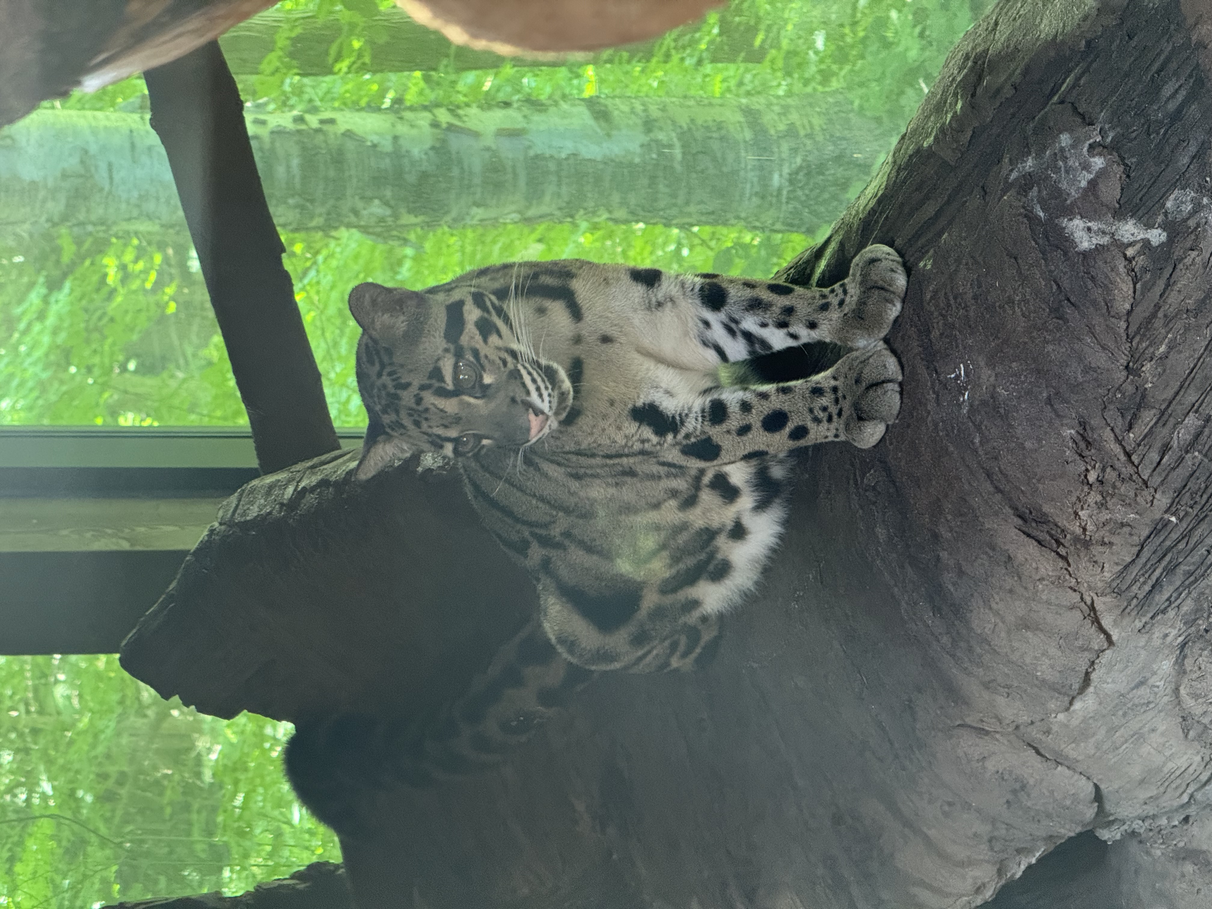 a clouded leopard sits perched on a large log inside what appears to be its enclosure at a zoo. the background is a bright green, suggesting a lush, forested environment outside. the clouded leopard, with its distinctive cloudlike markings, gazes intently to its left.