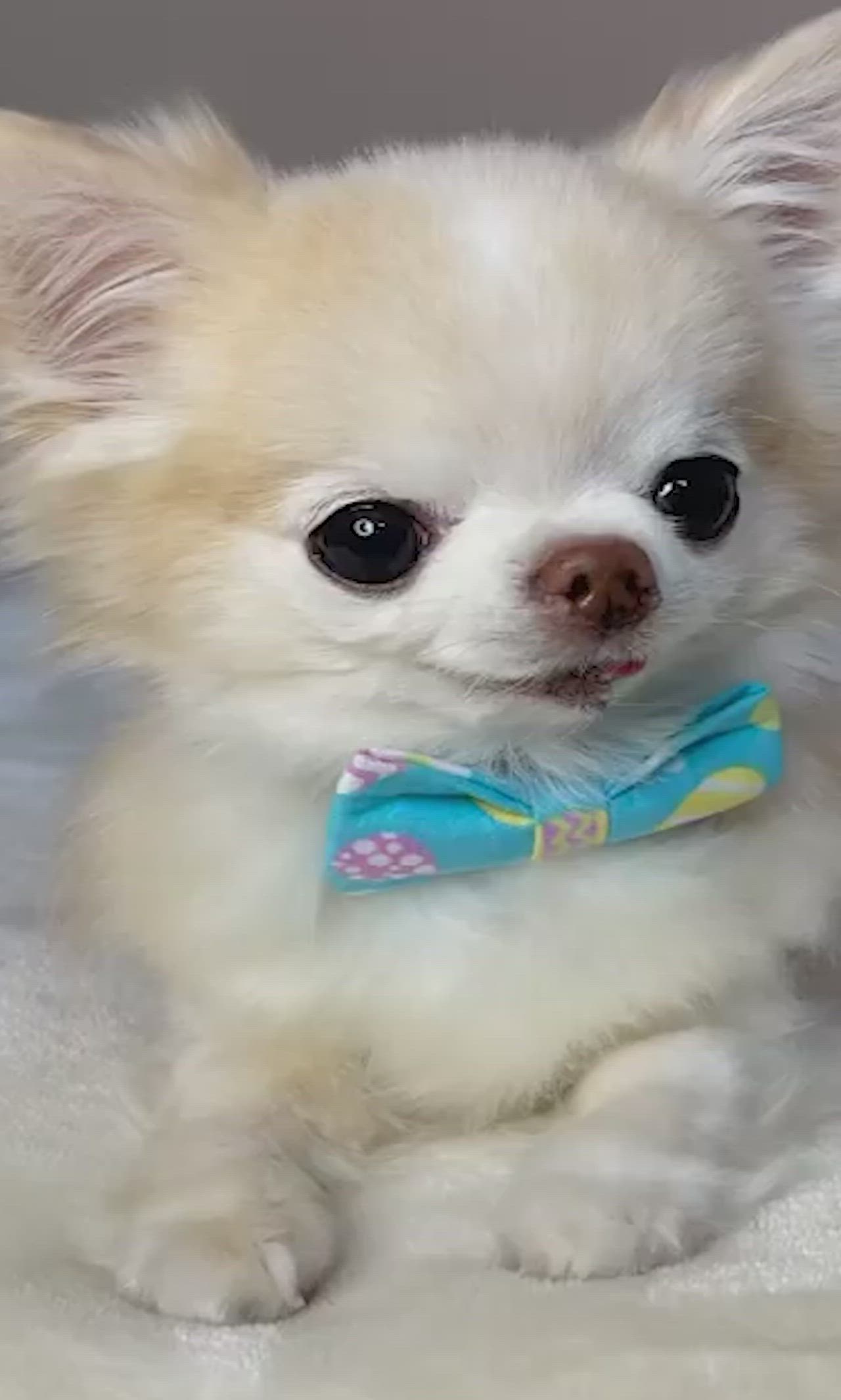 a closeup of a white chihuahua wearing a blue bow tie and looking at the camera. the dog is lying on its stomach with its paws extended forward. the chihuahua has big, dark eyes and a small, pink nose. the background is a blur of white and gray.