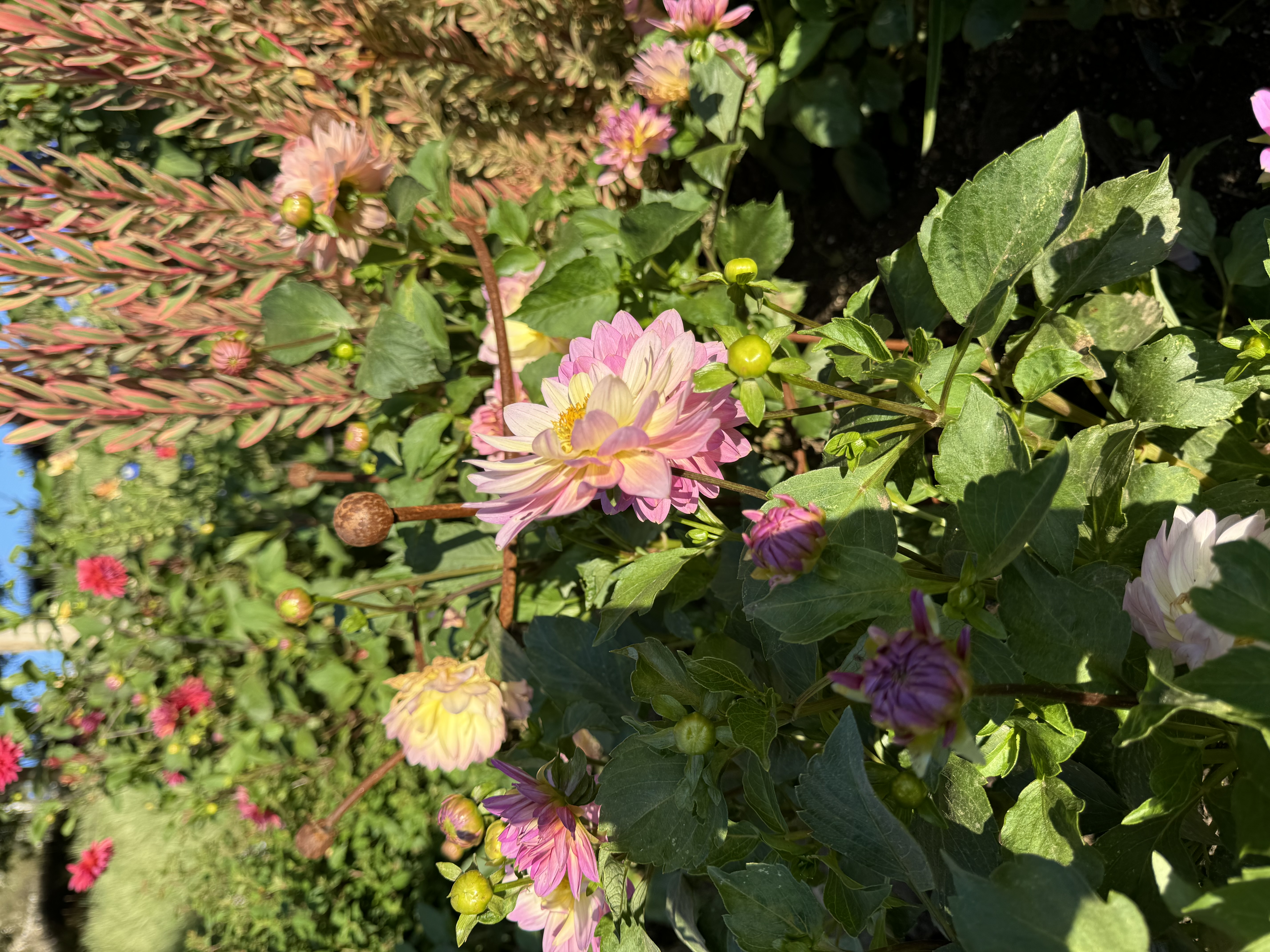the image showcases a vibrant cluster of pink and yellow dahlia flowers in full bloom, set against a backdrop of lush green foliage and other colorful plants. the scene is bathed in warm sunlight, highlighting the delicate petals and the rich hues of the flowers.