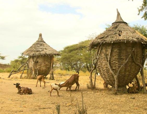 the image shows two traditional, large, woven granaries in a rural african landscape. these structures are domeshaped with thatched roofs and appear to be constructed from natural materials like branches and thatch.  goats and possibly sheep are seen grazing near and partially under the structures, suggesting the granaries might also provide shelter for the animals.  the setting is dry and characterized by acaciatype trees, indicating a hot, possibly arid climate. the overall scene depicts a traditional pastoral lifestyle in africa.