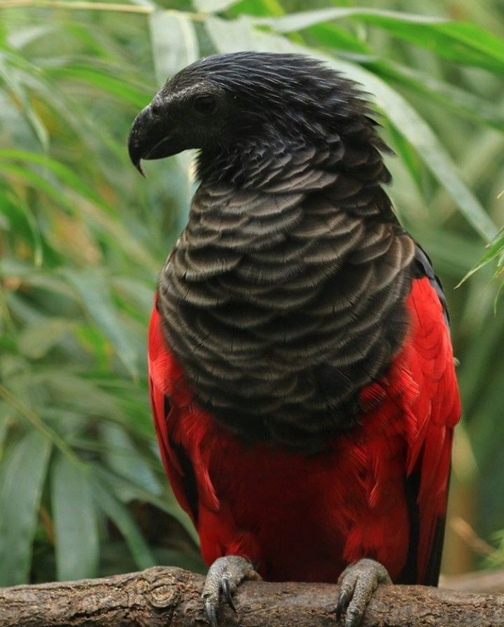 a closeup shot of a redandblack parrot perched on a branch.  the bird has black feathers with a red underbelly.  the background is lush green foliage.  this is a vibrantly colored exotic bird.
