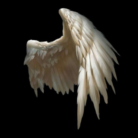 the image showcases a solitary, ethereal white angel wing set against a stark black backdrop. the wing is depicted with remarkable detail, highlighting the intricate structure of its feathers.
