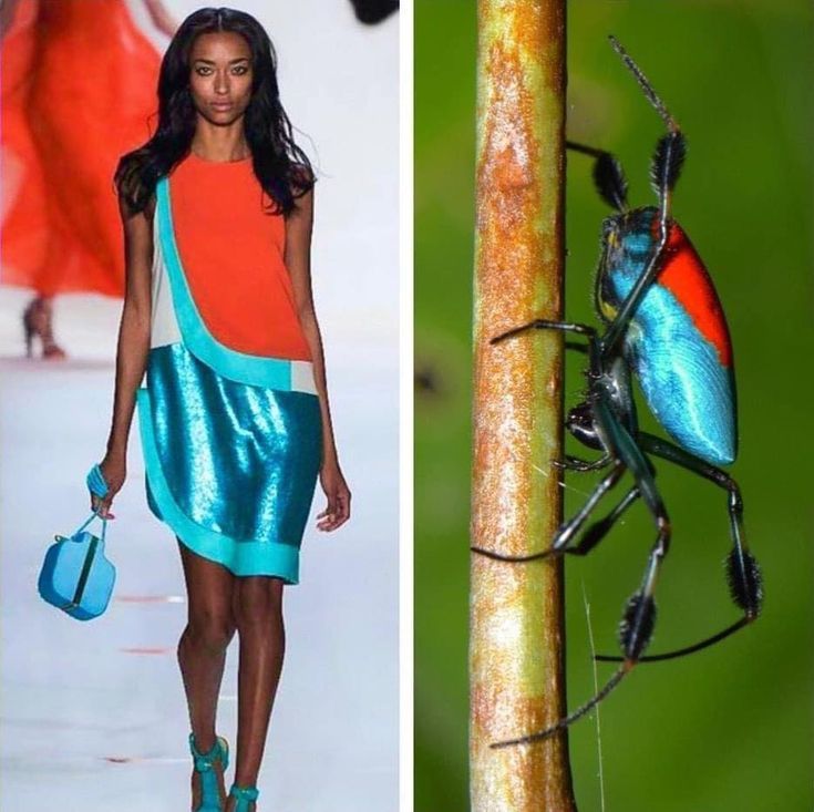 the image is split in two. the left side shows a female fashion model walking the runway. the model has long, dark hair and is wearing a vibrant orange and turquoise dress. she is carrying a small, turquoise handbag. the right side of the image shows a colorful spider with a red and blue body, climbing up a green stick in a lush forest. the spider's body has a metallic sheen. the contrast between the humanmade fashion on the left and the natural beauty of the spider on the right is striking.