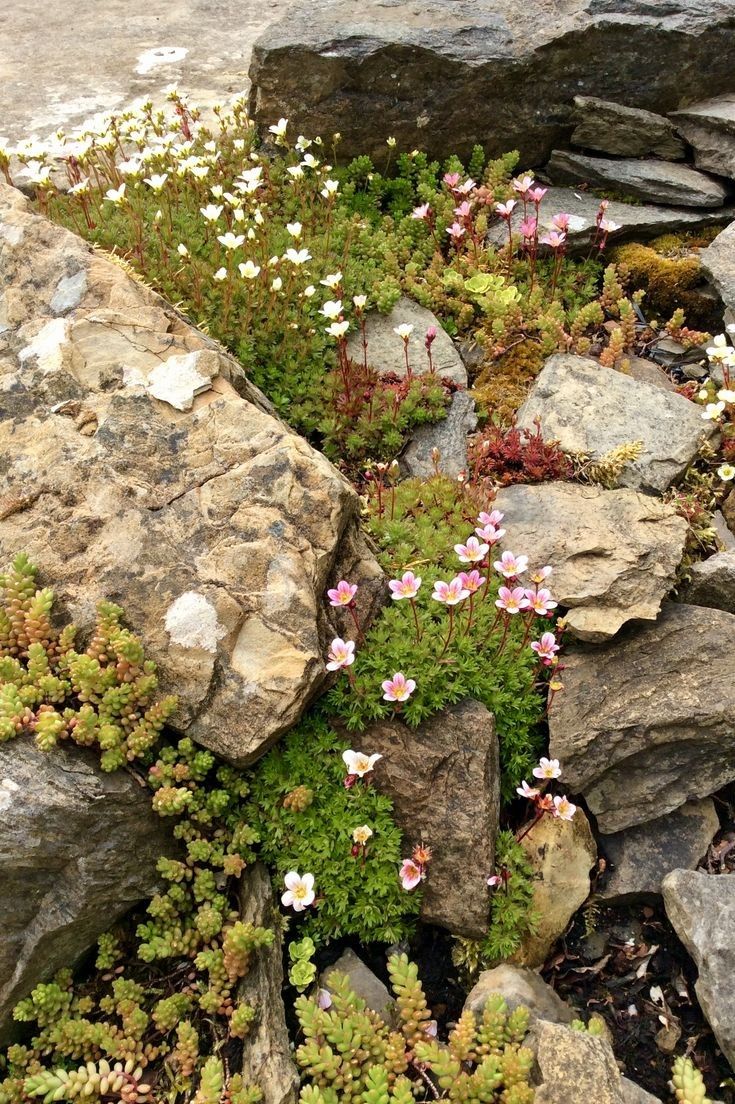 this photo captures a garden setting where plants and greenery grow among rocks and stones. the scene is filled with diverse foliage, including small flowers in shades of white and pink, lush greenery, and mosscovered surfaces. the rocks and stones provide a natural backdrop, creating a visually appealing and organic composition.