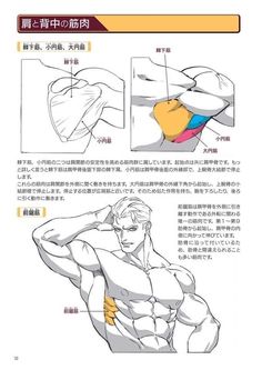 a page from an anatomy book showing the muscles of the shoulders and back of a man. the diagram is drawn in a manga style and includes japanese text.