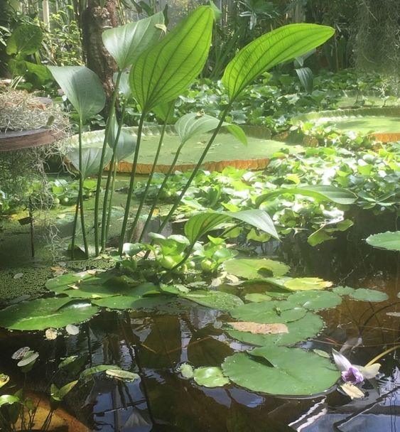 a tranquil pond scene, bathed in sunlight, showcasing a variety of lush green aquatic plants. prominently featured are water lilies, with their large, round leaves floating on the water's surface. some of the lily pads are adorned with delicate white and purple flowers. surrounding the lilies are other leafy plants, creating a vibrant and verdant display. the water reflects the sunlight and the surrounding greenery, adding to the serene atmosphere of the scene.