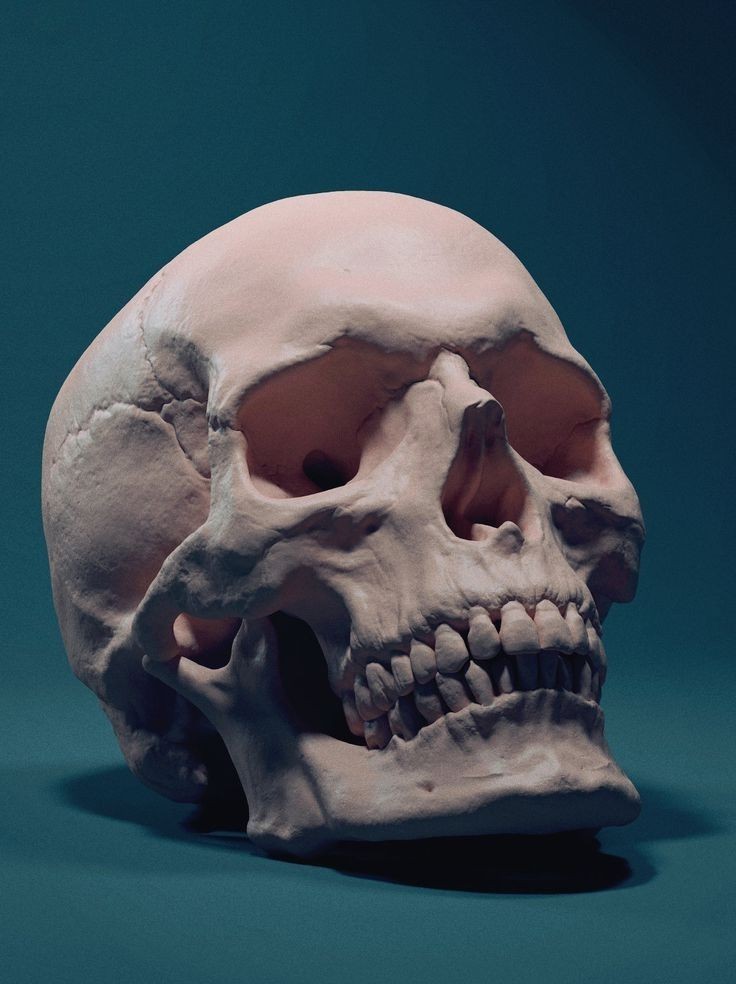 a closeup of a human skull, the skull is lying on a dark blue surface. the skull is pale and the teeth are visible. the skull is positioned at an angle and is lit from the left.  the background is a deep blue.