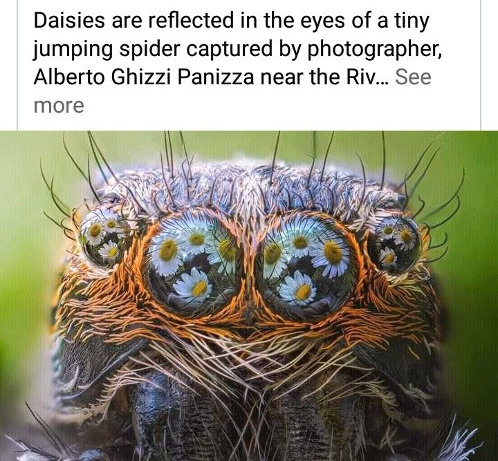 a closeup macro photograph shows the face of a tiny jumping spider. the spider's multiple eyes reflect images of daisies. the image is captioned with text referencing the photographer alberto ghizzi panizza.