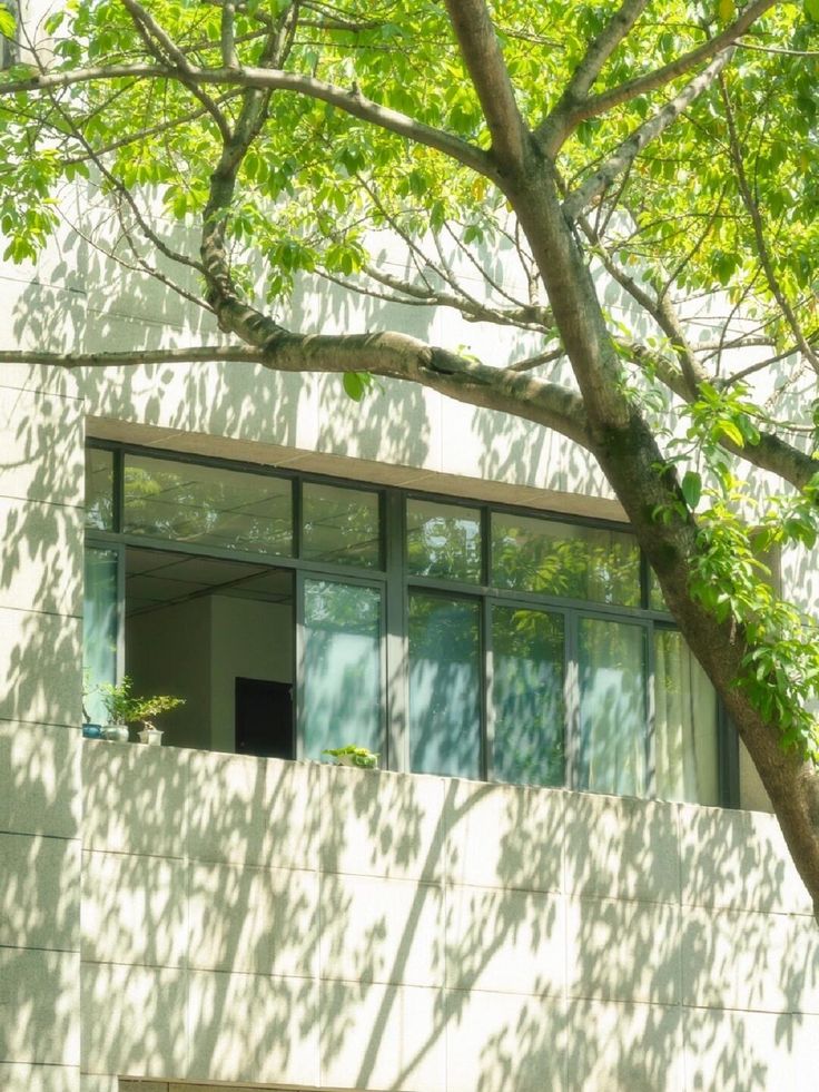 the image shows a light beige building facade with large windows. a large tree with lush green leaves casts dappled shadows on the building's exterior wall. the sunlight filters through the leaves, creating a pattern of light and shade on the building. the scene is peaceful and evokes a feeling of summer or spring.  the contrast between the manmade structure and the natural elements is prominent.