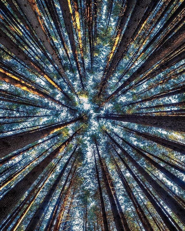 the image shows a view looking straight up through a dense forest. tall tree trunks extend upwards towards a bright, slightly obscured sky. the perspective creates a radial effect, with the trees appearing to converge towards the center. sunlight filters through the canopy, creating highlights on the trunks and foliage. the color palette is dominated by browns, greens, and blues.