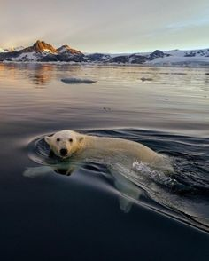 the image shows a polar bear swimming in dark water, likely in the arctic. the bear is facing the viewer, with its head above water, and its body submerged. the water has ripples and waves created by the bear's movement. in the background, there are snowy mountains and glaciers under a sky colored by the sunset. there are also some small pieces of ice floating in the water.