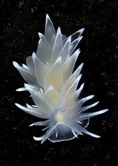 a closeup shot of a white, delicate nudibranch with intricate details, against a dark background. it's an invertebrate marine animal found in coral reefs, showcasing vibrant colors and intricate patterns. the image captures the delicate beauty of this sea slug.