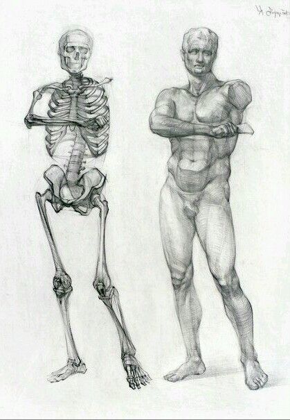 a pencil drawing of a human figure with a skeleton overlayed. the figure is male, nude, and standing in a relaxed pose. the drawing is very detailed and shows the muscles and bones of the body. the skeleton is a clear representation of the human skeletal system. the drawing is a great example of anatomical art and would be useful for anyone studying human anatomy.