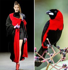a woman wearing a red and black dress stands on a runway with a green background. on the right side of the image is a red and black bird perched on a branch.