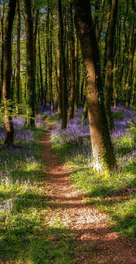a sundappled path winds its way through a forest floor carpeted in vibrant bluebells. tall trees line the path, their leaves creating a canopy overhead. the light filtering through the leaves casts a warm glow on the scene.