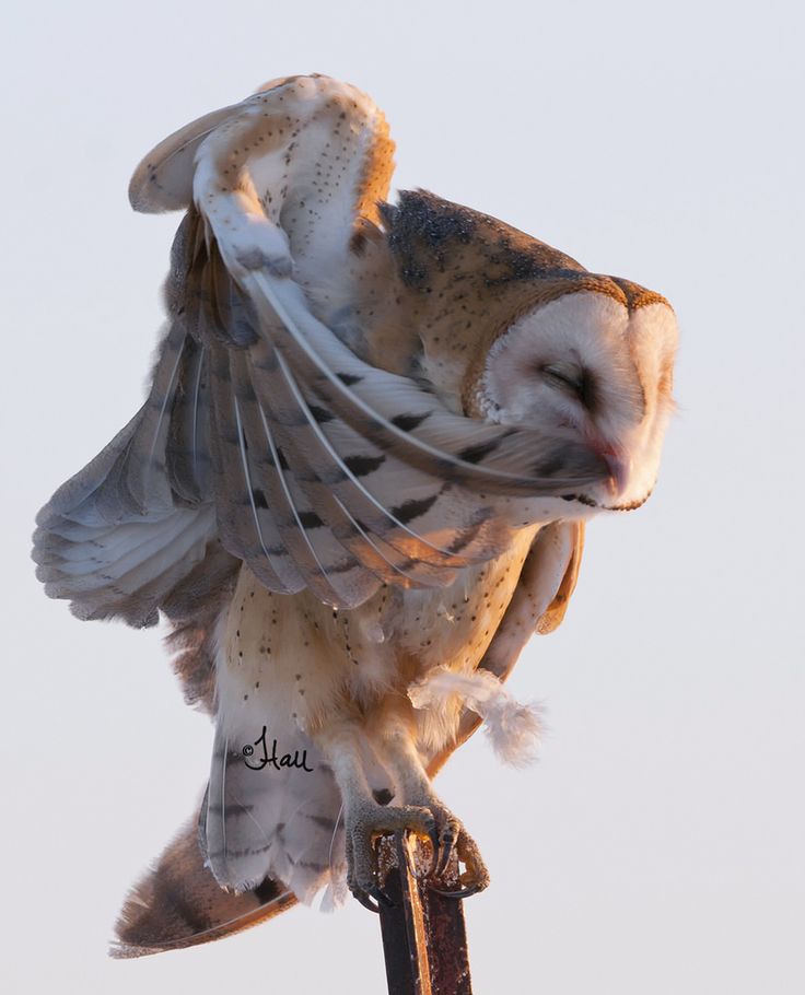 a barn owl is perched on a pole with its wings spread out, fluffed up, and covering its face, with a soft, blurry background. the owl is in focus, and its white and brown feathers are visible. the owl's eyes are closed, and its beak is slightly open. the owl's talons are gripping the pole. the owl is illuminated by the sun.  the image is a closeup, showcasing the owl's intricate feathers and the delicate details of its features. the image conveys the beauty and majesty of nature.