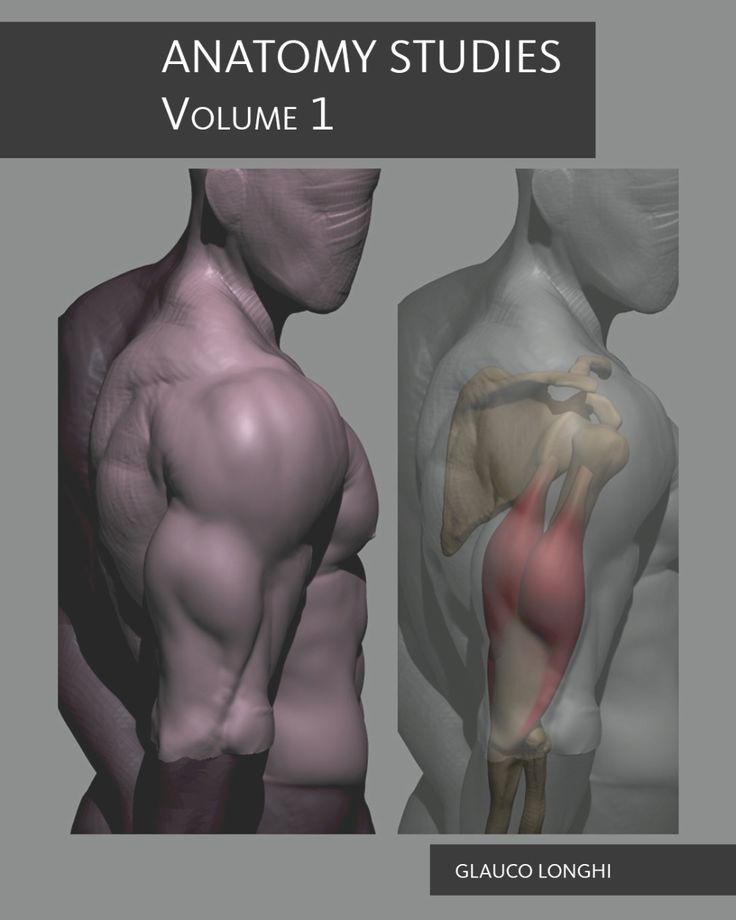the image showcases an anatomical study of a male figure. the left side presents a sculpted representation of the upper body, highlighting muscle groups. the right side offers a translucent view, revealing the underlying skeletal and muscular structures of the shoulder and arm. the image is set against a neutral gray background, emphasizing the anatomical details.