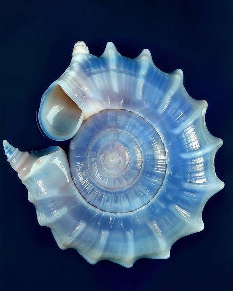 a closeup shot of a blue, purple, and white iridescent sea shell with a spiral pattern. the shell is smooth and polished, and the light catches the iridescent layers of the shell, creating a dazzling effect. the shell is set against a dark blue background.