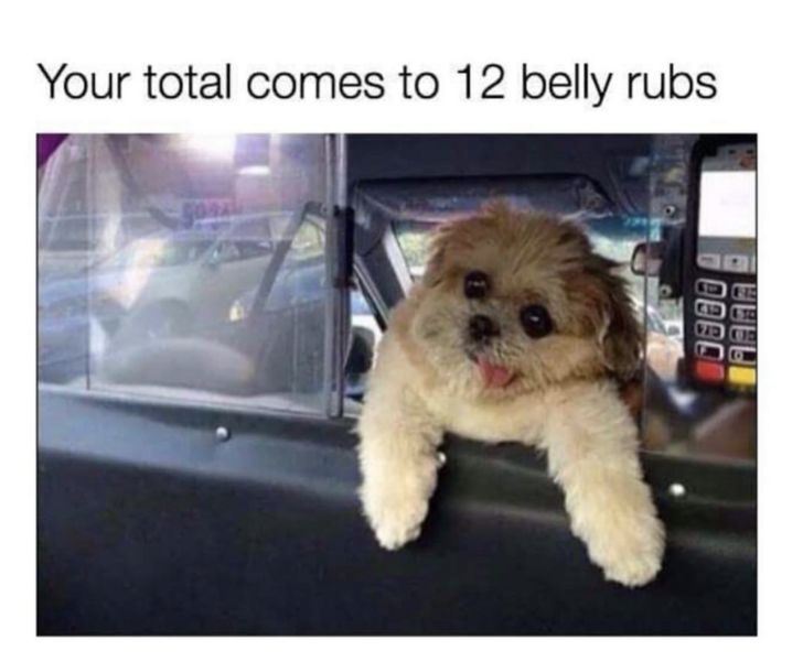 a closeup shot of a small furry dog with a long tongue sticking out peering out of a car window. the car is parked and appears to be at a cashier, with a credit card machine in the background. the caption reads "your total comes to 12 belly rubs."  this humorous image depicts the dog trying to pay for something with belly rubs.
