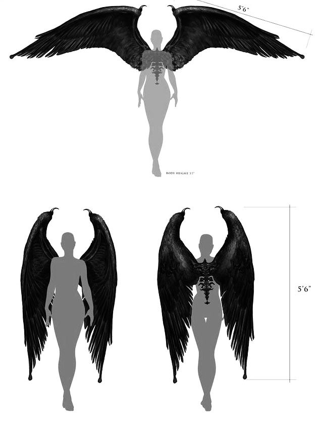 the image is a collection of concept art for a pair of large, black angel wings.  the top image shows a fullbody silhouette of a figure with the wings spread wide, illustrating the scale (5'6" wingspan).  below are two additional views of the wings attached to silhouettes, one from the front and one from the back, showing details like feathering and texture. these are clearly conceptual illustrations for use in design, possibly for gaming or film.  the silhouettes give a sense of scale and provide an understanding of the wings' size and placement on a humanlike figure. the detailed depiction of the wings suggests a focus on realism or hyperrealism within the fantasy setting.
