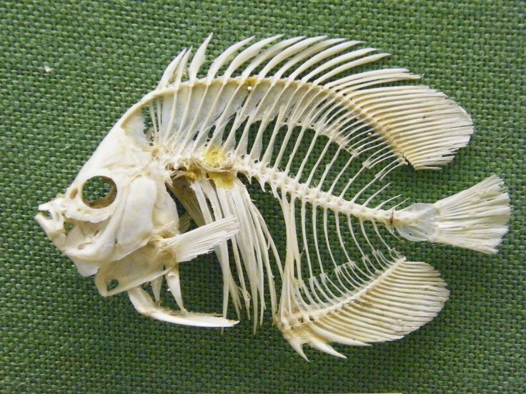 a closeup image of the skeleton of a fish, showing the intricate network of bones that make up its structure. the skeleton is wellpreserved, revealing the delicate details of the vertebrae, skull, fins, and other bony elements. the fish skeleton lies on a green, textured background, providing a contrast that highlights the intricate details. the image provides a glimpse into the skeletal structure of fish and the complex anatomy of marine life.