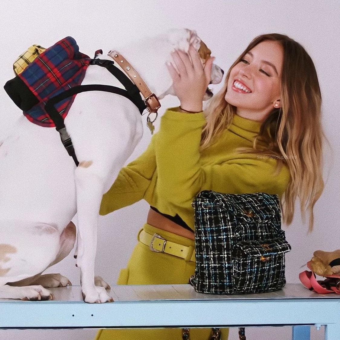 a young woman wearing a mustard yellow sweater and yellow pants is affectionately petting a white dog wearing a plaid backpack.  she's carrying a black and white tweed handbag. the scene is set against a bright white background in a studio setting. the overall mood is happy and playful.
