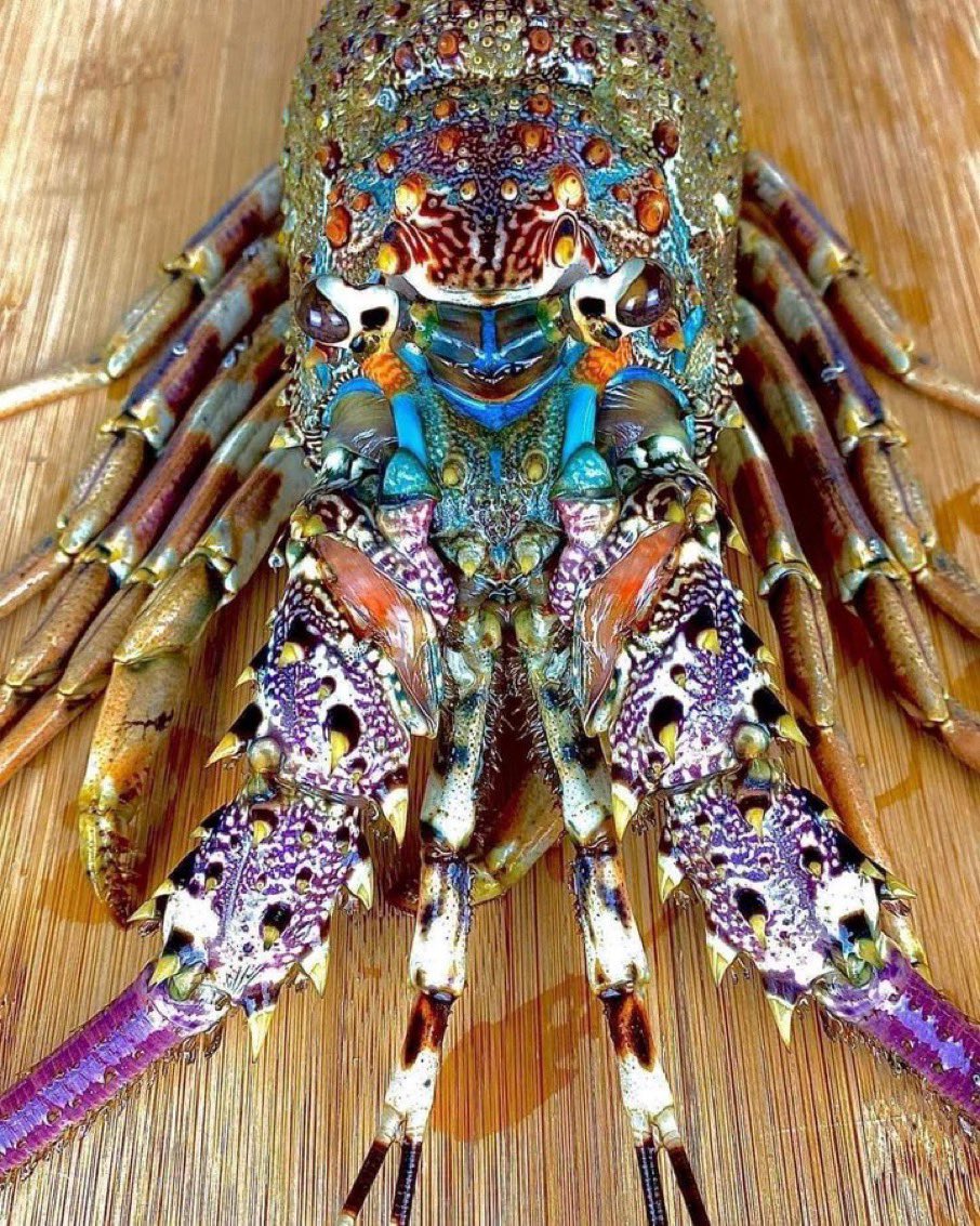 a closeup shot of a vibrant, colorful lobster on a wooden cutting board. the lobster's shell is a striking display of blues, greens, oranges, and reds, creating an intricate and beautiful pattern. its large claws are extended, showcasing its size and power.  the wooden background provides a natural, rustic contrast to the lobster's vivid colors. this image captures the beauty and intrigue of this fascinating creature, hinting at a delicious meal to come.