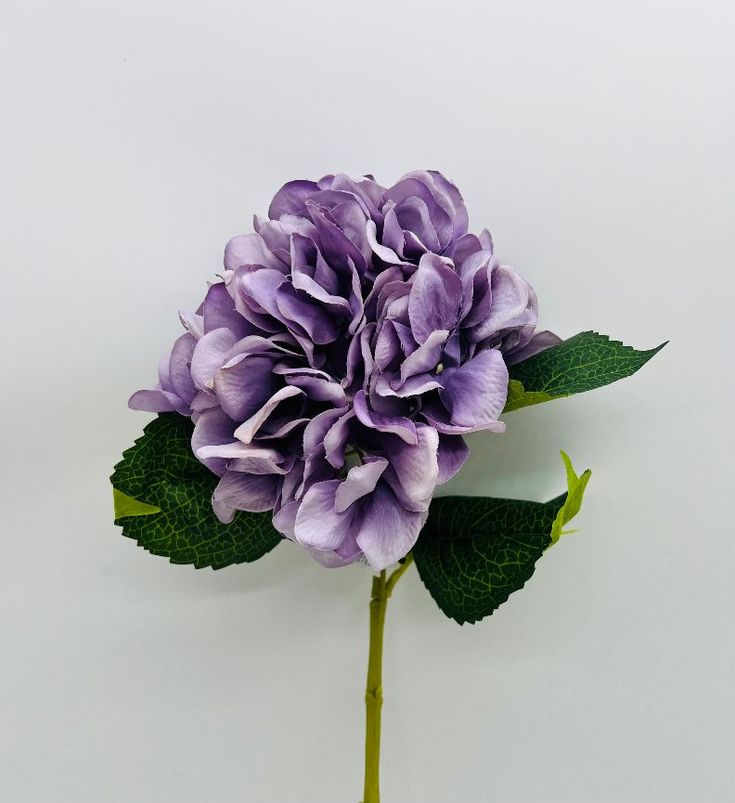 the image shows a purple hydrangea flower with green leaves and a stem, set against a white background. the flower is a cluster of many small petals, creating a full, round shape. the leaves have distinct veins and are arranged around the base of the flower. the stem is green and upright, supporting the flower and leaves.