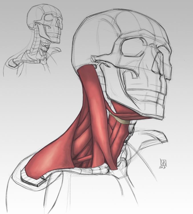 the image is an anatomical study of the human neck, showcasing the intricate network of muscles layered over the skull and skeletal structure. it features a detailed drawing of a skull in profile, partially overlaid with a rendering of the neck muscles. the muscles are highlighted in a reddish tone, emphasizing their volume and attachment points.  the rest of the image consists of lighter, sketched lines depicting the underlying skeletal framework, including the clavicle and upper rib cage. this contrast in rendering emphasizes the muscles as the primary focus.