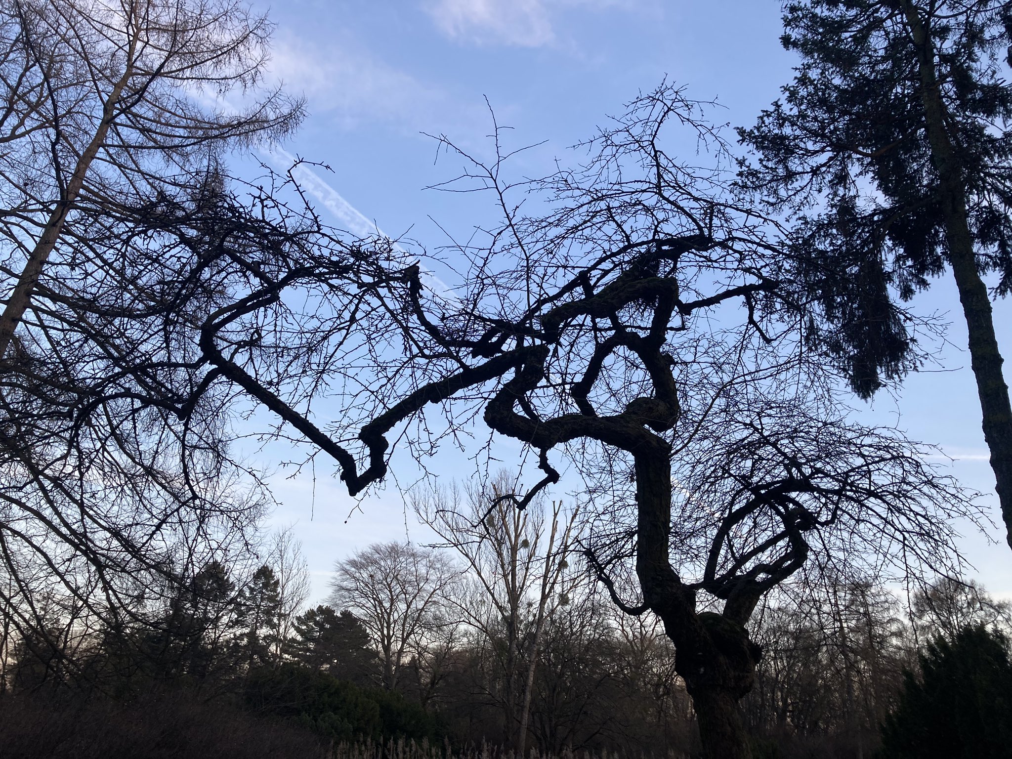 a lowangle, closeup shot of a gnarled, bare tree silhouetted against a bright blue sky. the tree's branches are twisted and intricately interwoven. other bare trees are visible in the background, along with some evergreen trees. the scene is peaceful and evokes a sense of winter.  a contrail from a plane is visible in the sky.