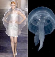 the image shows a fashion model walking down a runway wearing a transparent dress with a jellyfishinspired design. the dress is made of a thin, flowing fabric that gives the illusion of a jellyfish. on the right side of the image is a real jellyfish, which is a natural counterpart to the model's dress. the image is a creative and inspiring example of how nature can influence fashion design.