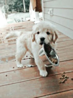 a cute golden retriever puppy, with brown fur, white paws and a happy expression on its face is running with a silver bowl in its mouth. it looks very energetic and happy and there is dry kibble scattered on the wooden floor in the background.