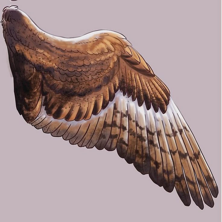 an illustration of a brown and white bird wing with layered feathers.