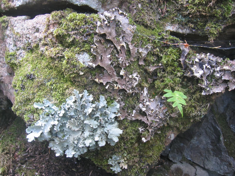 a closeup of a rock covered in a variety of lichens and moss. the rock is a dark grey color and the lichens are a light green and grey. there are also some green leafy plants growing on the rock. the photo was taken outdoors and the image is in focus.