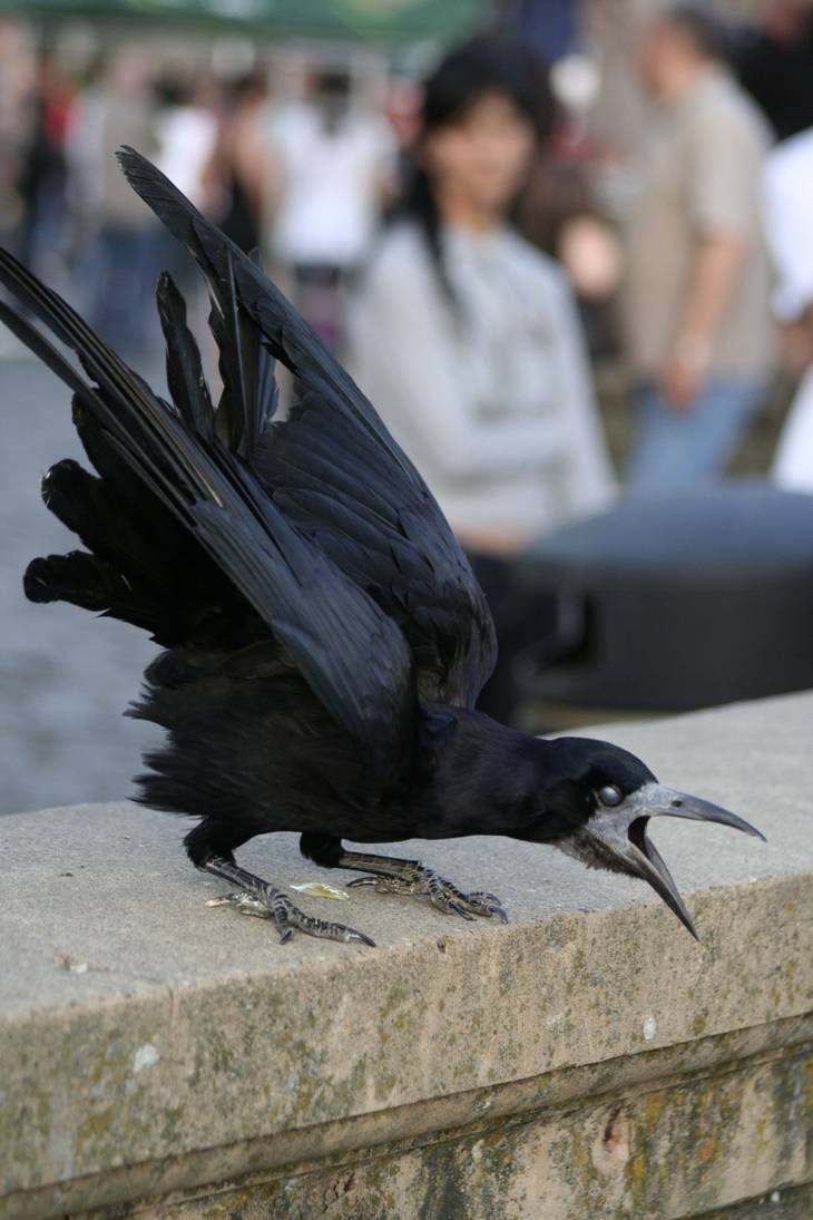 a black crow sits on a concrete ledge, its beak open and its wings spread. it is looking directly at the camera, and the background is blurred, with people in the background.