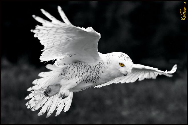 a snowy owl in flight is captured in black and white, with the exception of its striking yellow eyes. the owl's wings are outstretched, showcasing its plumage. the background is a blurry gray.