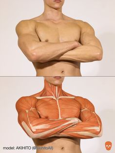 this is a twopart image of a muscular man. the top half shows the man with his arms crossed, while the bottom half shows his upper body with the skin removed to reveal the muscles underneath. this image is often used as a reference for artists.