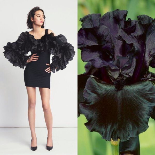 a woman in a black dress with ruffles on the sleeves stands in front of a white background. her hair is pulled back and she is wearing black high heels. on the right side of the image, a black iris is in focus against a green background.