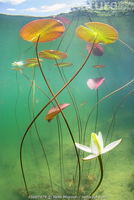 the image captures a split view of an underwater scene. lush green water fills the frame, with lily pads and their stems dominating the composition. the stems, a deep reddishbrown, intertwine elegantly, creating a sense of depth. the lily pads exhibit a range of colors, from vibrant green to warm yellow and orange, hinting at the sun's influence above. a single white water lily, in full bloom, graces the foreground, adding a touch of delicate beauty to the scene. the sunlight filters through the water's surface, casting a soft, ethereal glow on the underwater world.