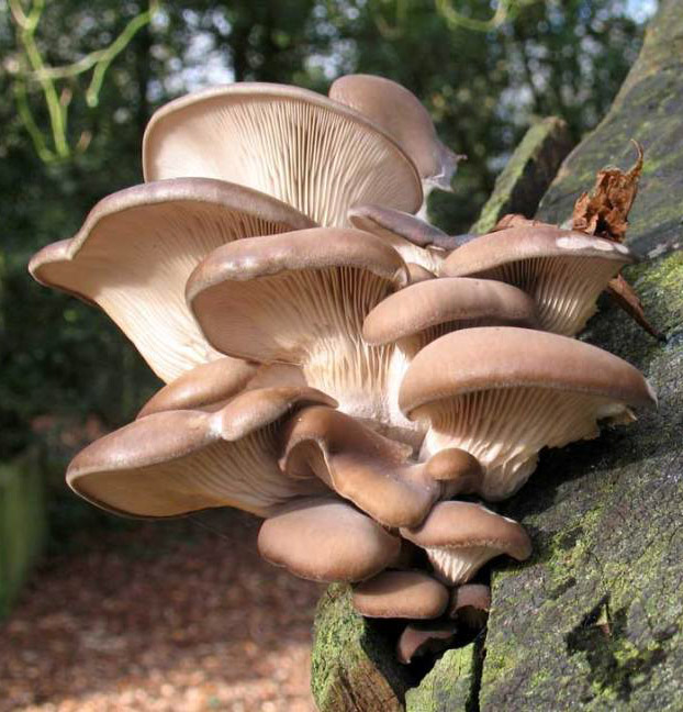 a cluster of oyster mushrooms growing on a tree trunk in a forest. the mushrooms are a pale brown color and have gills on the underside. the tree trunk is covered in moss and bark. the image is closeup and shows the details of the mushrooms.